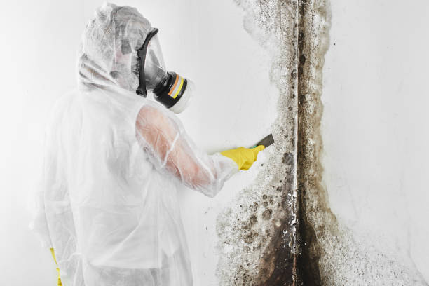 Best Mold Damage Repair  in Gra Forks, ND