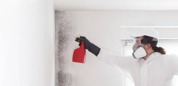 Best Commercial Mold Removal  in Gra Forks, ND